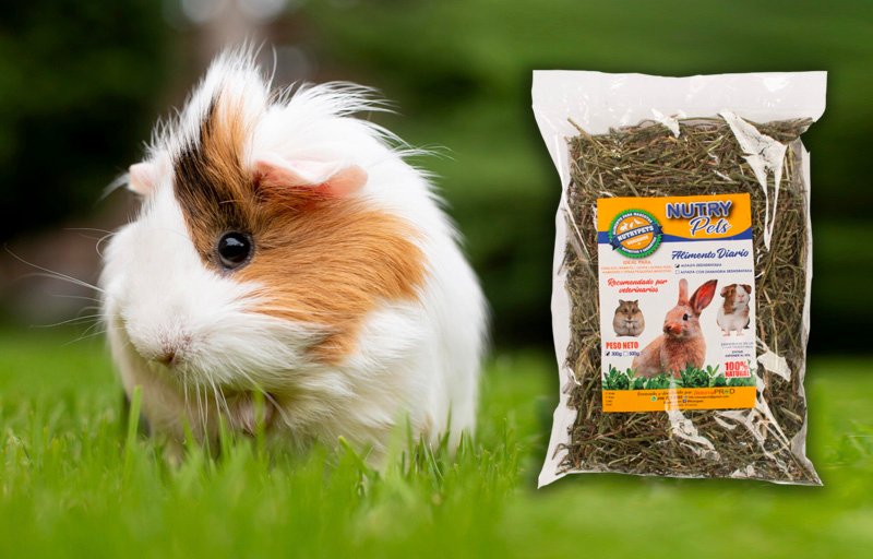 Alfalfa - Deshidratada - NutryPets - Cuyes Alfalfa - Deshidratada - NutryPets - Cuyes