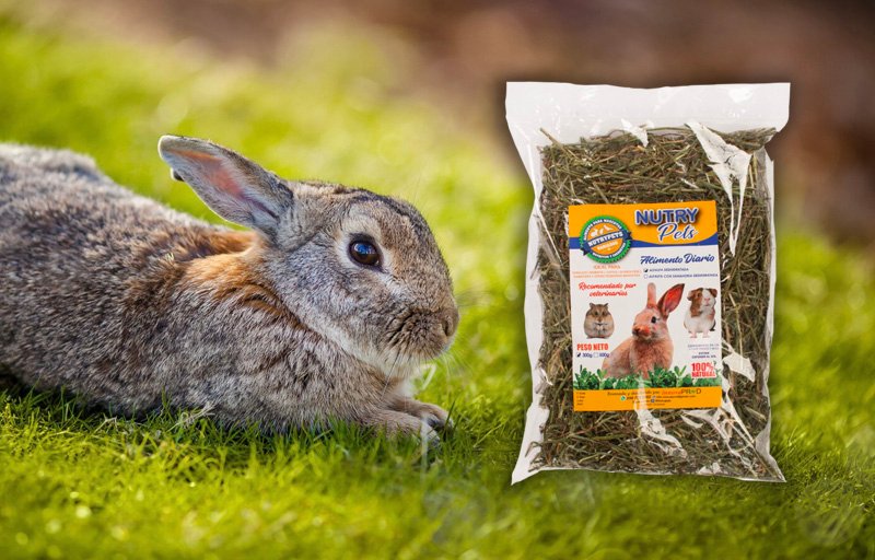 Nutrypets - Alfalfa - Deshidratada - Conejos Nutrypets - Alfalfa - Deshidratada - Conejos
