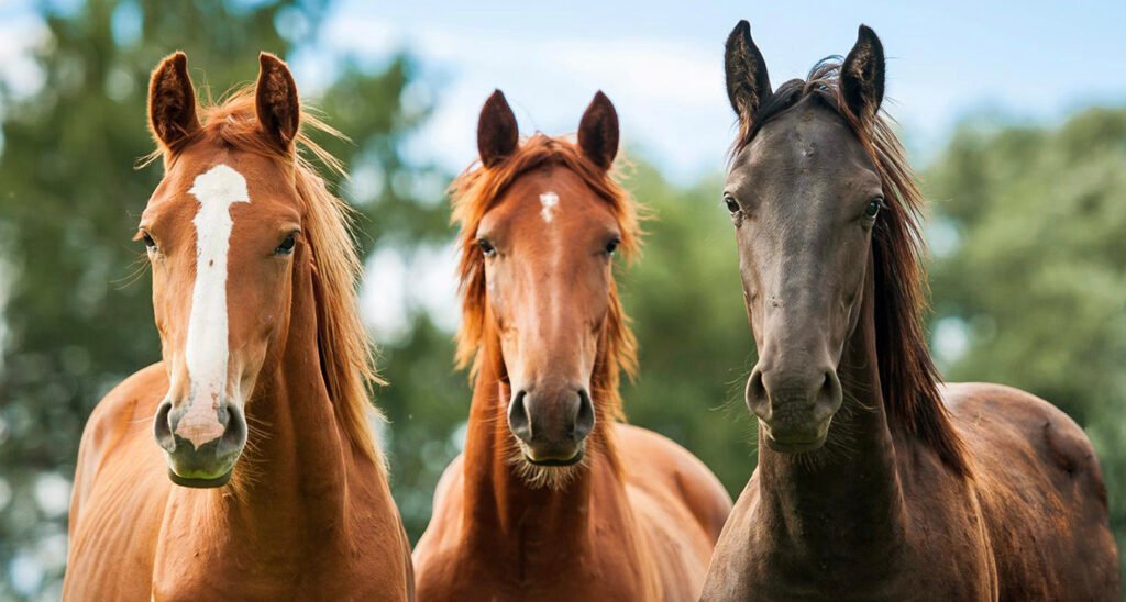 Caballos - Banner - Innovaprod - Equinos