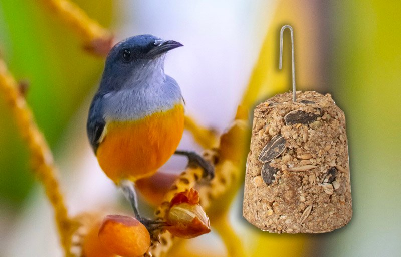 Campana de miel con cereales - NutryBird - Aves Campana de miel con cereales - NutryBird - Aves