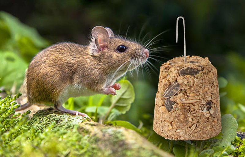 campana-miel-con-cereales-nutrypets-Roedores2 campana-miel-con-cereales-nutrypets-Roedores2