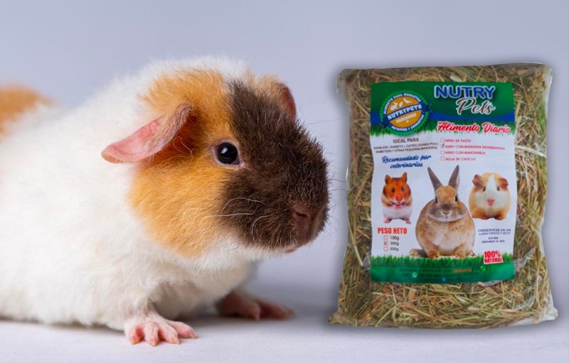 Heno-Pasto-Manzanilla-NutryPets-Cuyes Heno-Pasto-Manzanilla-NutryPets-Cuyes