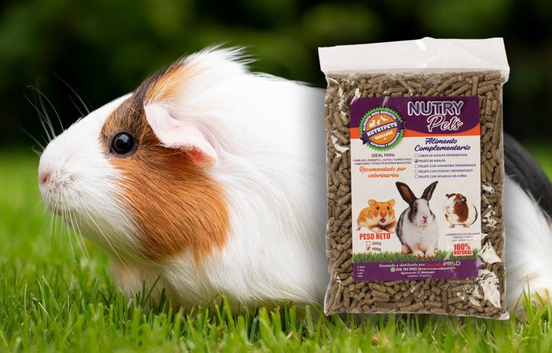 Pallet - Alfalfa - NutryPets - Cuyes Pallet - Alfalfa - NutryPets - Cuyes