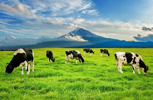 Vacas - Cercado Vacas - Cercado