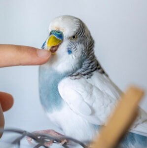 Bird - Innovaprod