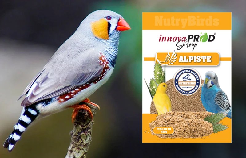 Alpiste - NutryAnimal - NutryPets - InnovaprodGroup Alpiste - NutryAnimal - NutryPets - InnovaprodGroup