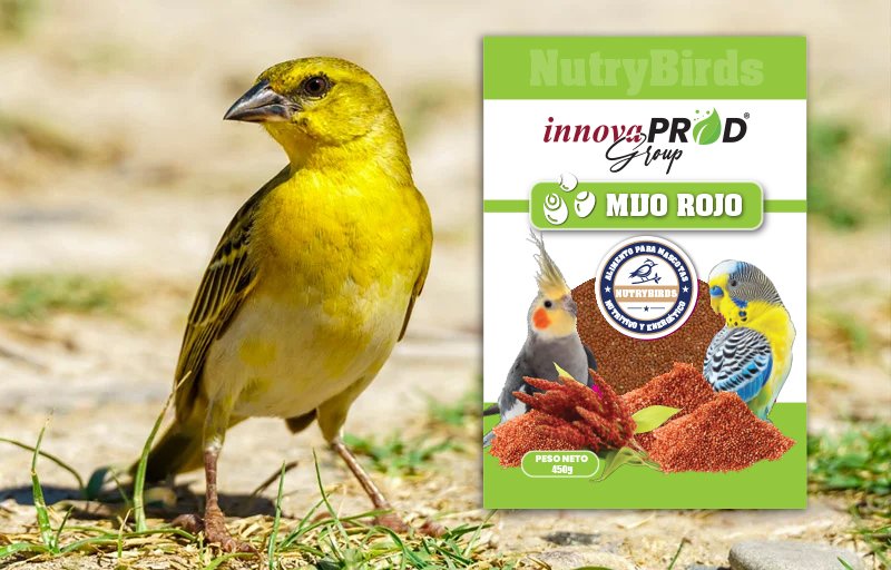 Mijo rojo - InnovaprodGroup - NutryAnimal - NutryPets Mijo rojo - InnovaprodGroup - NutryAnimal - NutryPets